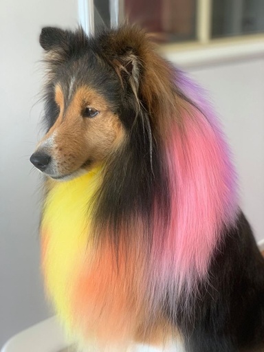 Maison Colors